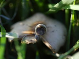 psilocybe-caerulescens_003.jpg