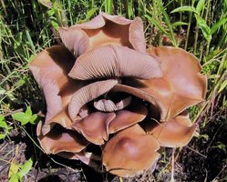 psilocybe-caerulescens_004.jpg