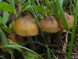 psilocybe-caerulescens_005.jpg