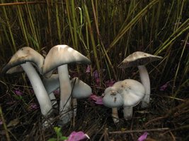 psilocybe-caerulescens_006.jpg