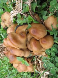 Psilocybe_caerulescens_-Costa_Rica.jpg