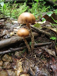 Psilocybe_caerulescens_var._Bosque_-_Costa_Rica_(1).jpg