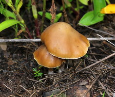 Psilocybe.caerulescens.Jalisco.1.jpg