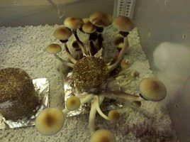 alacabenzi_mathna_Shroomery_731438367-IMG_20110630_101044.jpg