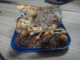 IMG_20161223_234509424.jpg