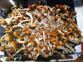Purple Mystic LustyLocks Shroomery 033247243-image.jpg
