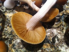 Purple Mystic LustyLocks Shroomery 033247397-image.jpg