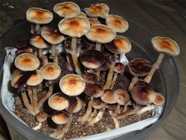 Blue meanie sublimistri Shroomery 677706049-mature.jpg