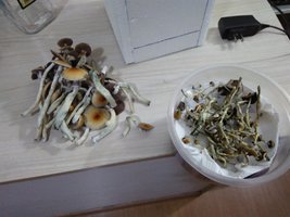 frescos e secos.jpg
