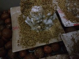 IMG_20170107_185302913.jpg