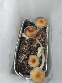 casing 2 (19.9g).jpg