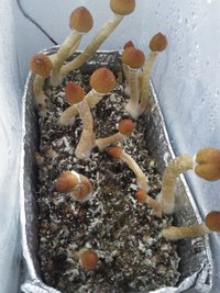 casing 3_grow.jpg