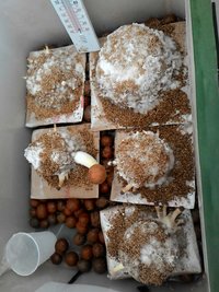 IMG-20170110-WA0004.jpg
