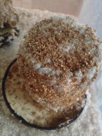 bolo contaminao.jpg