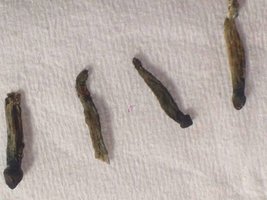 cogumelos secos e escuros.jpg