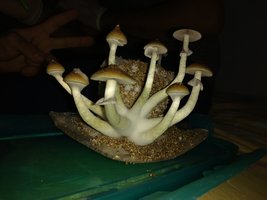IMG_20170111_231753553.jpg
