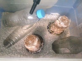Terrario interno.jpg