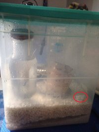 Terrario furos2.jpg