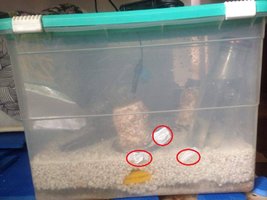 Terrario furos.jpg