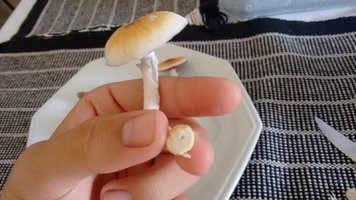 IMG_20161230_085531262.jpg