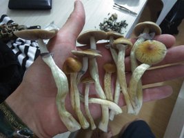 IMG_20170117_230148.jpg