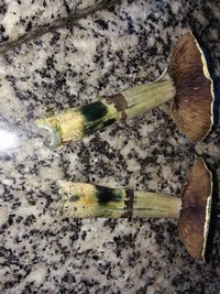 IMG_20170119_193831.jpg