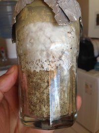 Bolo contaminado 03 fev (6).JPG