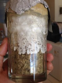 Bolo contaminado 03 fev (8).JPG