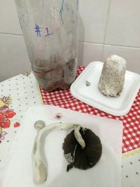 2a - seccionando o chapéu pra carimbar.JPG