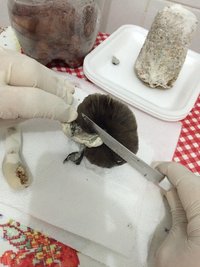 2c - seccionando o chapéu pra carimbar.JPG