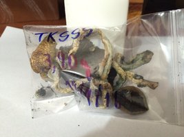 4b - cogumelos no ziplock.JPG