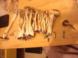 DSC06075.JPG