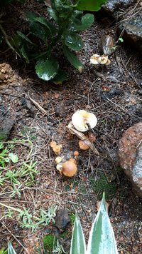 IMG-20170218-WA0012.jpg
