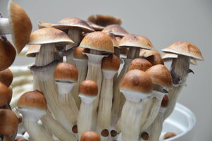 Pensacola Haywire Shroomery 736976256-DSC_0011.jpg