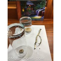 arenal-volcano-cubensis-mushrooms-6-600x600.jpg