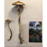 arenal-volcano-cubensis-mushrooms-5-600x600.jpg