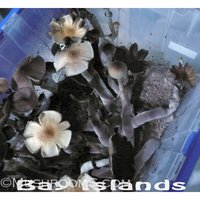 roatan-shrooms-02-600x600.jpg