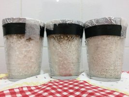 06 - 2 meses 1 dia depois, foram pro dunk - detalhe pra vermiculita colonizada.jpg