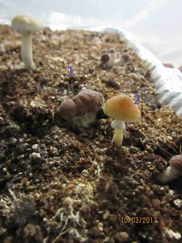 IMG_0538 reduzida2.jpg