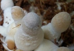 IMG_20170319_071829_576.JPG
