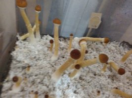 IMG_20170325_073541.jpg