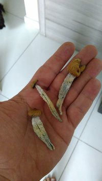 IMG_20170326_140304.jpg