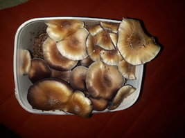 20170326_215701.jpg