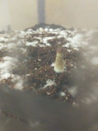 shroom_06.jpg