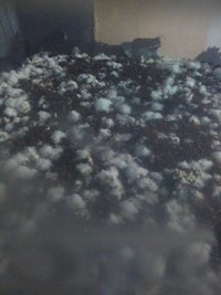 shroom_07.jpg