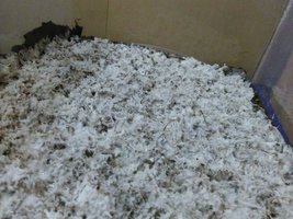shroom_08.jpg