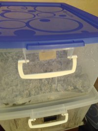 shroom_09.jpg