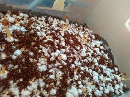 shroom_10.jpg