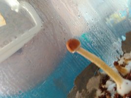shroom_12.jpg