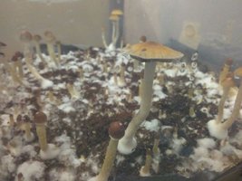 shroom_15.jpg